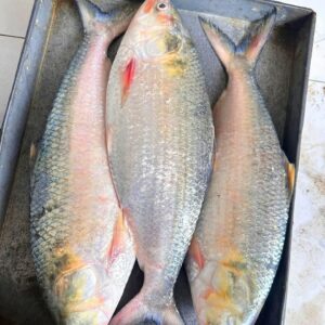 ৩ পিস ৬ কেজি → ৳ ৪০০০
